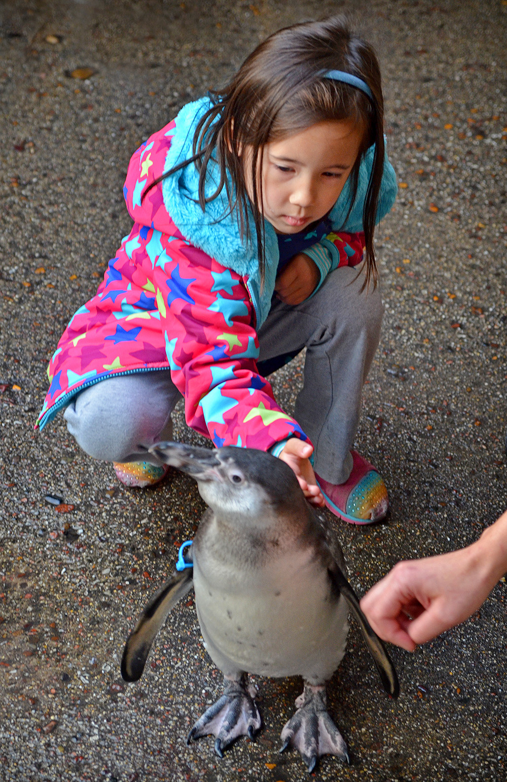 SummerBucketListBrookfieldZoo.jpg