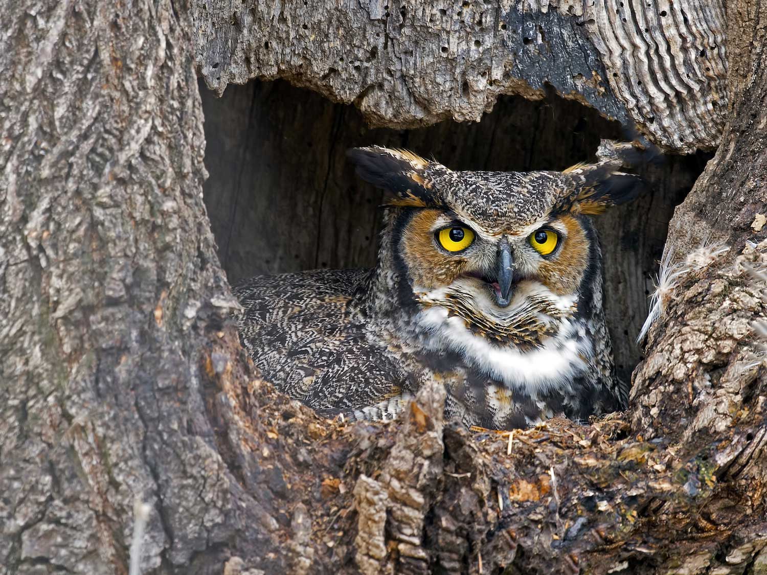 NATURE PLAY DAY AFTER HOURS: HIDDEN IN PLAIN SIGHT