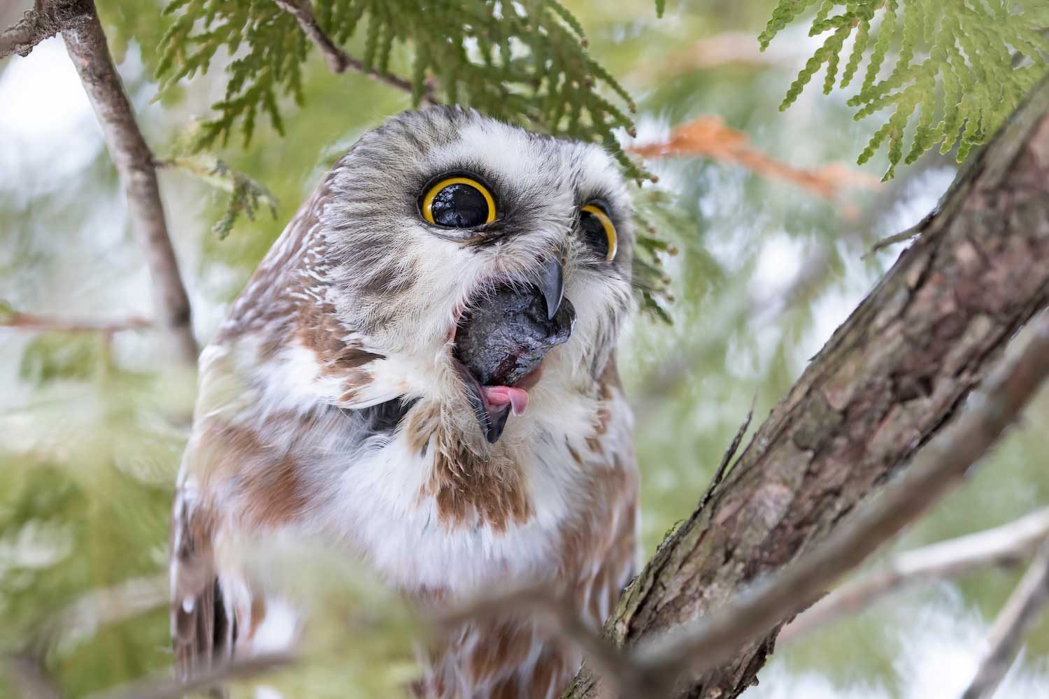 OWL PELLET ODDITIES